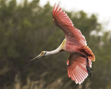 Roseate Spoonbill Flying In For A Landing Smithsonian Photo Contest