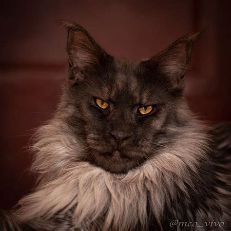 15 Facts About Maine Coon Cats You Need To Know Petpress