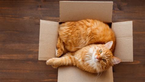 Why Cats Love Cardboard Boxes