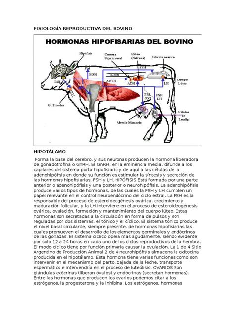 Fisiología Reproductiva Del Bovino Luteinizing Hormone Pituitary Gland