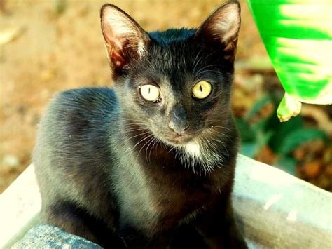 300 Mystical Cat Names For Your Magical Kitten Petpress