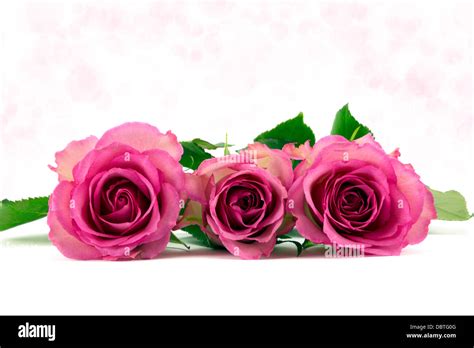 Three Pastel Pink Roses With Soft Pink Background Stock Photo Alamy