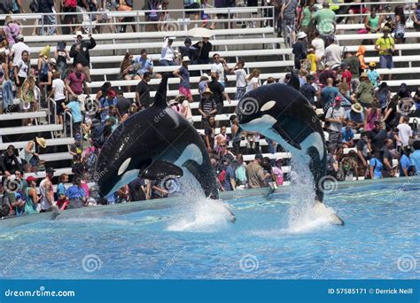 A Killer Whale Pair In An Oceanarium Show Editorial Photo