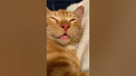 Funny Sleepy Kitty Chokes On Spit During Nap Cute Reaction Youtube