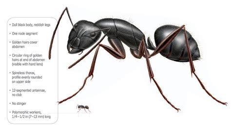 What Do Carpenter Ants Look Like Carpenter Ants Identification