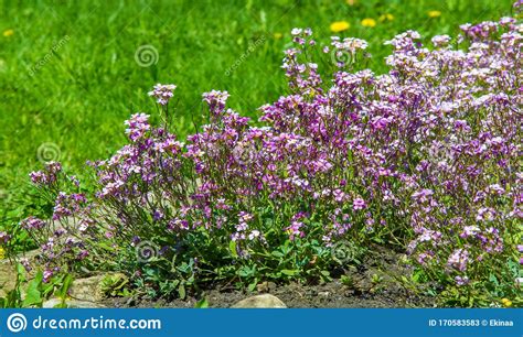 Matthiola Longipetala Known As Night Scented Stock Or Evening Stock