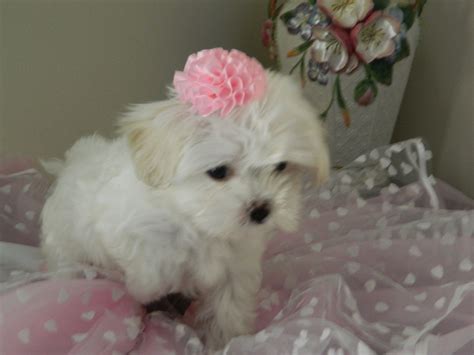 Located in fort lauderdale, fl. Maltese Puppies For Sale | Fort Lauderdale, FL #283433