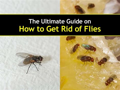 How To Get Rid Of Black Flies In Your Home