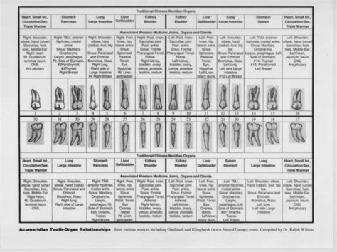 Meridian Tooth Chart Biological Dentists Of New Jersey
