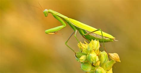 What Do Praying Mantis Eat A Z Animals