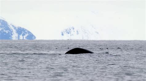 A Bowhead Whale Breaching The Surface Of The Arctic Ocean Youtube