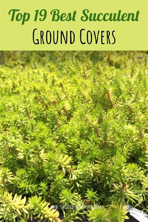 Top 19 Best Succulent Ground Covers Succulent Ground Cover Planting