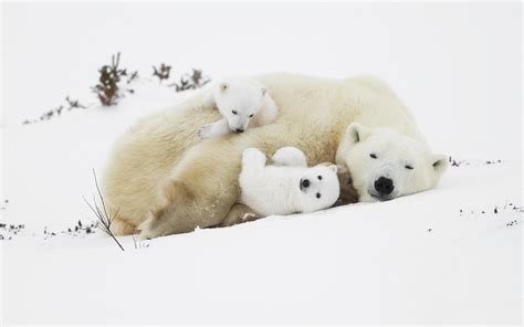 Download Wallpapers White Bear Cubs Bears Polar Bears Predators