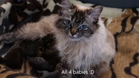 Beautiful Ragdoll Gives Birth To Kittens Youtube