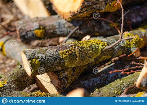 Sawn Logs Of Trees And Tree Bark Big Pile Of Firewood Deforestation