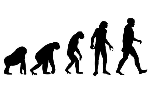 Evolution Of Humans