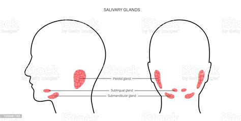 Salivary Glands The Dry Mouth Blog
