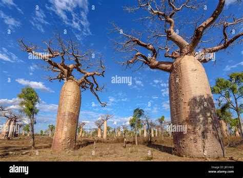Baobab Adansonia Grandidieri Dry Forest Madagascar Stock Photo Alamy