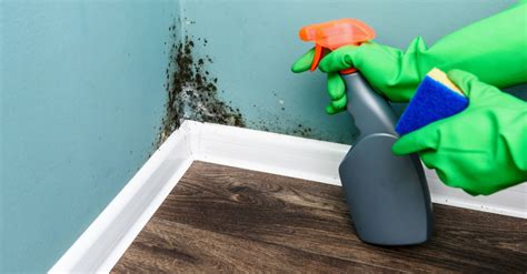 A bleach solution also works to kill mold. How to Prevent Mold in Your House — RISMedia