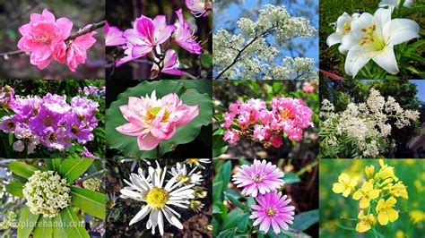 12 Season Of Flowers In Hanoi Rvietnam