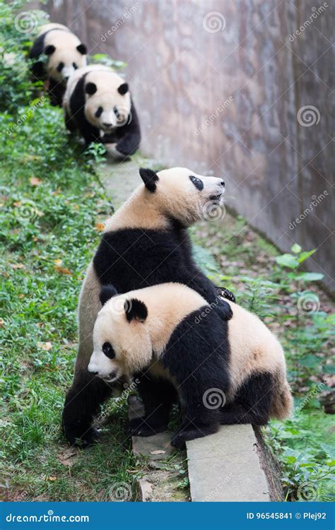 Four Young Giant Pandas Waiting For Food Stock Image Image Of Habitat