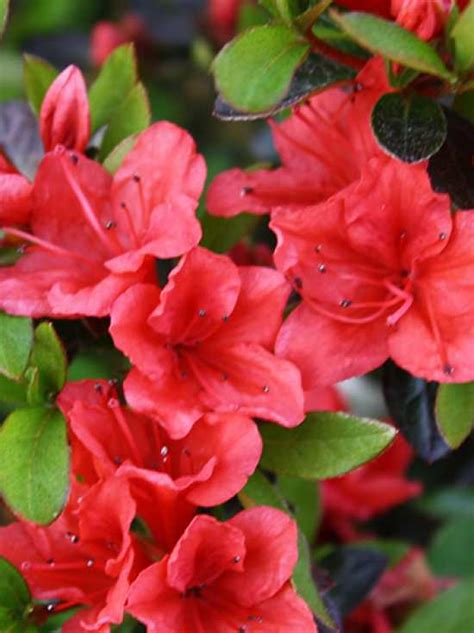 Japanische Azalee Elfie Rhododendron Nakaharai Elfie Syn Evita