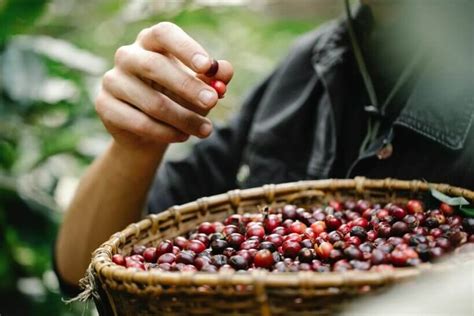 Mexican Coffee Beans Best Brands And Buying Guide