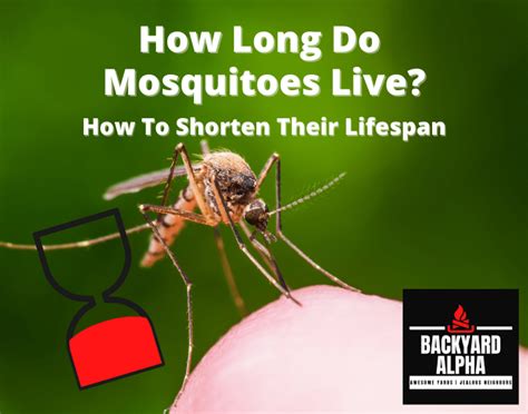 How Long Do Mosquitoes Live Backyard Alpha
