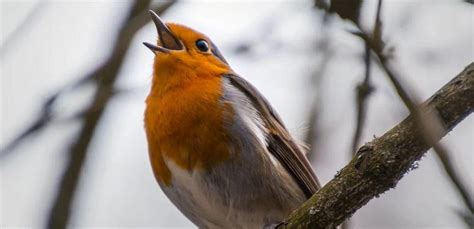 Imparare A Riconoscere Il Canto Degli Uccelli Superprof