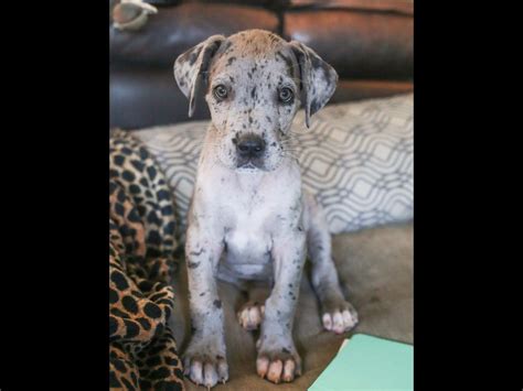 You will need to pay attention to the right diet for dane puppies as they need large breed puppy food to ensure they don't grow too fast. Northern Colorado Great Danes - Great Dane Puppies For Sale