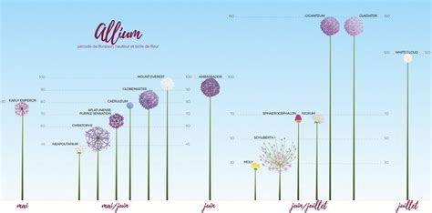 Ail d ornement allium classement par taile et période de floraison