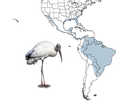 Where Do Wood Storks Go During Migration Avian Report