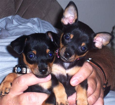Chihuahua Min Pin Mix Puppies For Sale Pets Lovers