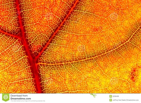 Hazy Close Up Of A Autumn Leaf Stock Photo Image Of