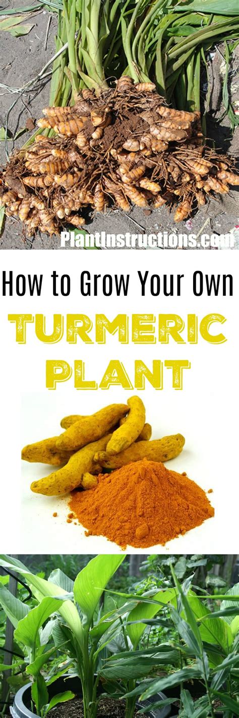 How To Grow Turmeric In Pots Plant Instructions