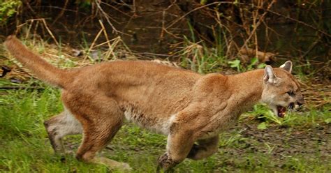 Wildlife Officials Kill Cougars Preying On Pets In Oregon The Seattle
