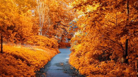 Download 1366x768 Wallpaper Park Trees Foliage Autumn Pathway