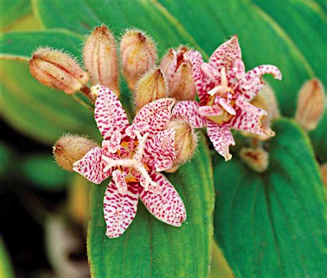 Toad Lily Better Homes And Gardens