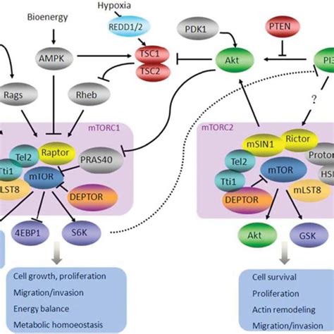 Mtor Signaling Pathway Definition Types Mechanism And Faqs Sexiz Pix