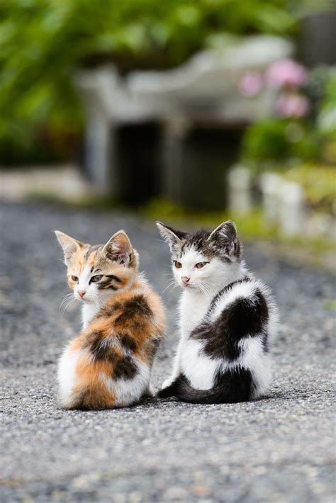 Mstrkrftz Together By Akimasa Harada Cute Cats Kittens Cutest Cute
