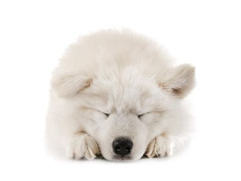 Puppy Samoyed Dog Stock Photo Image Of Cute Animal 23026746