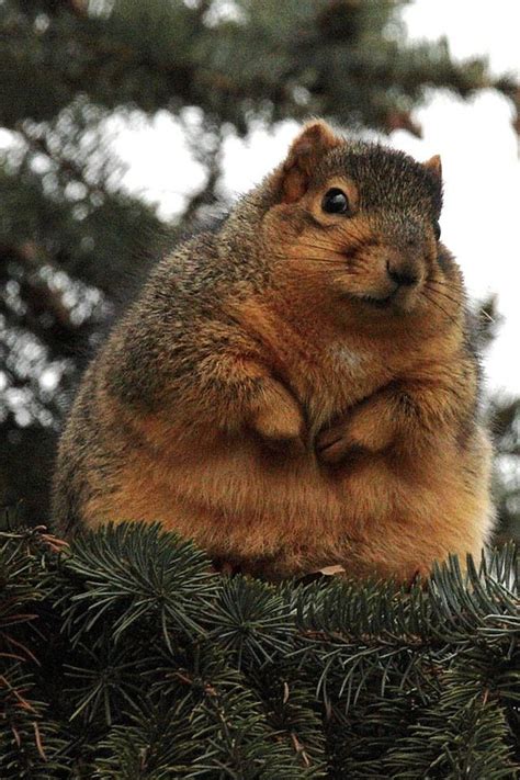 Need More Food Fat Animals Squirrel Funny Fluffy Animals