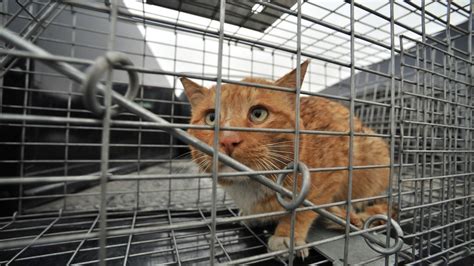 Petition · Stop Allowing Killing And Trapping Cats ·