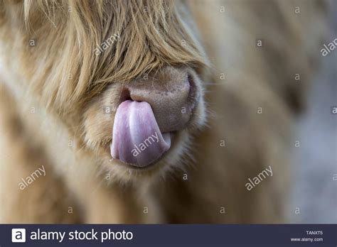 Highland Cow Tongue Up Nose Hi Res Stock Photography And Images Alamy