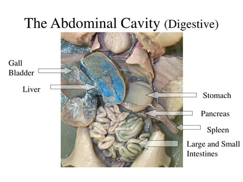 Fetal Pig Abdominal Cavity Diagram