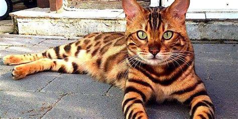 Are Bengal Cats Ok On Their Own Authentic Bengal Cats