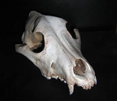 Filedog Skull Wikimedia Commons