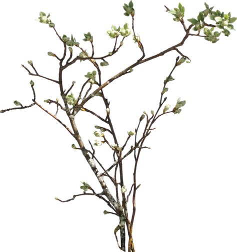 Branch Png Transparent Images Png All