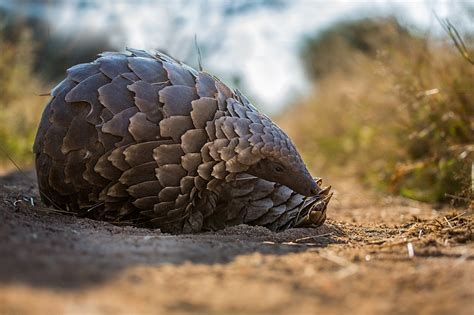 All eight species of pangolin are assessed as threatened by the iucn, while three are classified as critically endangered. Endangered Pangolin a Possible Link in Spread of COVID-19 ...