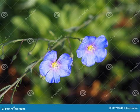 Linum Perenne Perennial Flax Blue Flax Stock Photo Image Of Color